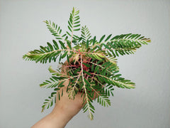 Phyllanthus Urinaria Variegata