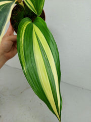 Aspidistra Elatior Variegata