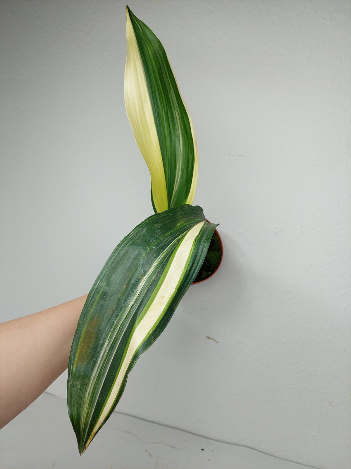 Aspidistra Elatior Variegata