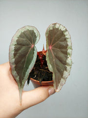 Begonia Baramensis
