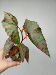 Begonia Amphioxus x Malachosticta