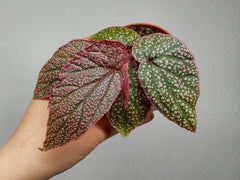 Begonia Morris