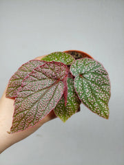 Begonia Morris