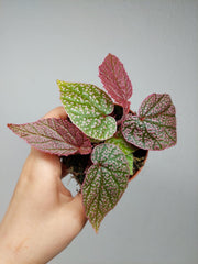 Begonia Morris