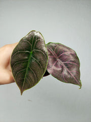 Alocasia Azlanii