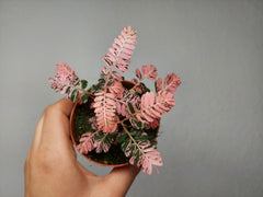 Phyllanthus Urinaria Pink Variegata