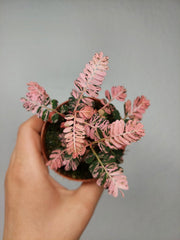 Phyllanthus Urinaria Pink Variegata