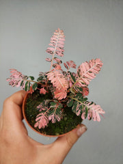 Phyllanthus Urinaria Pink Variegata