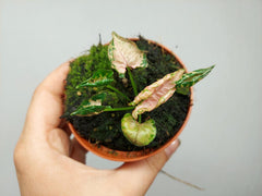 Syngonium Pink Rolli