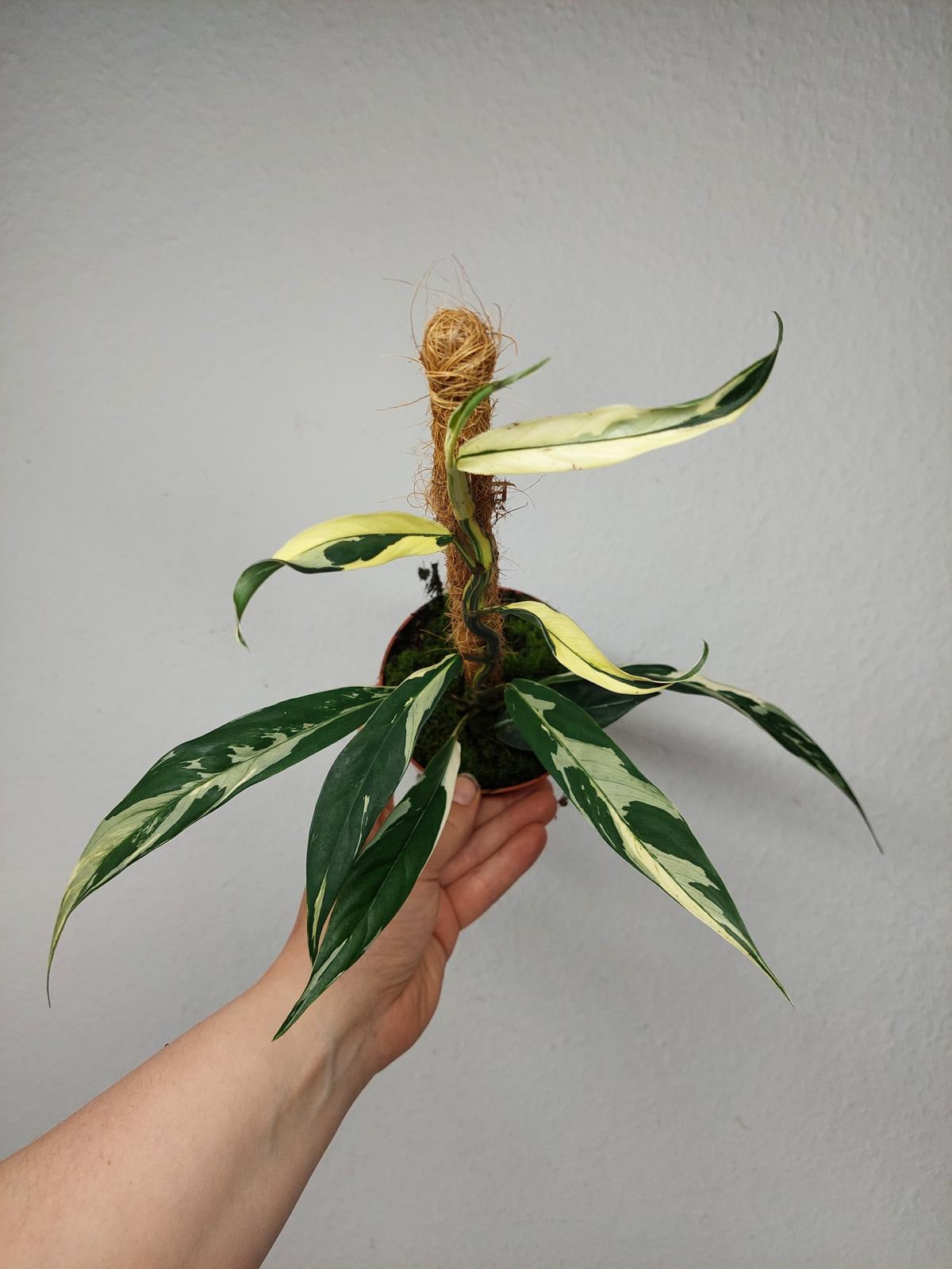Raphidophora noID Variegata