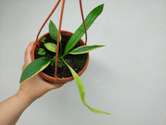 Anthurium Vittarifolium Aurea Mutation