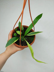 Anthurium Vittarifolium Aurea Mutation