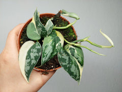 Scindapsus Mayari Variegata (zum aussuchen)