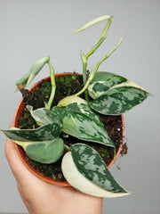 Scindapsus Mayari Variegata (zum aussuchen)