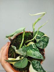 Scindapsus Mayari Variegata (zum aussuchen)
