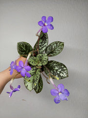 Michaelmoelleria Vietnamensis (zum aussuchen)