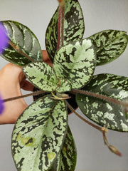 Michaelmoelleria Vietnamensis (zum aussuchen)