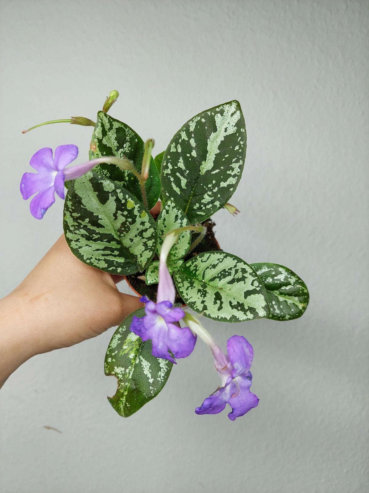 Michaelmoelleria Vietnamensis (zum aussuchen)