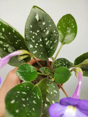 Michaelmoelleria Speckled (zum aussuchen)