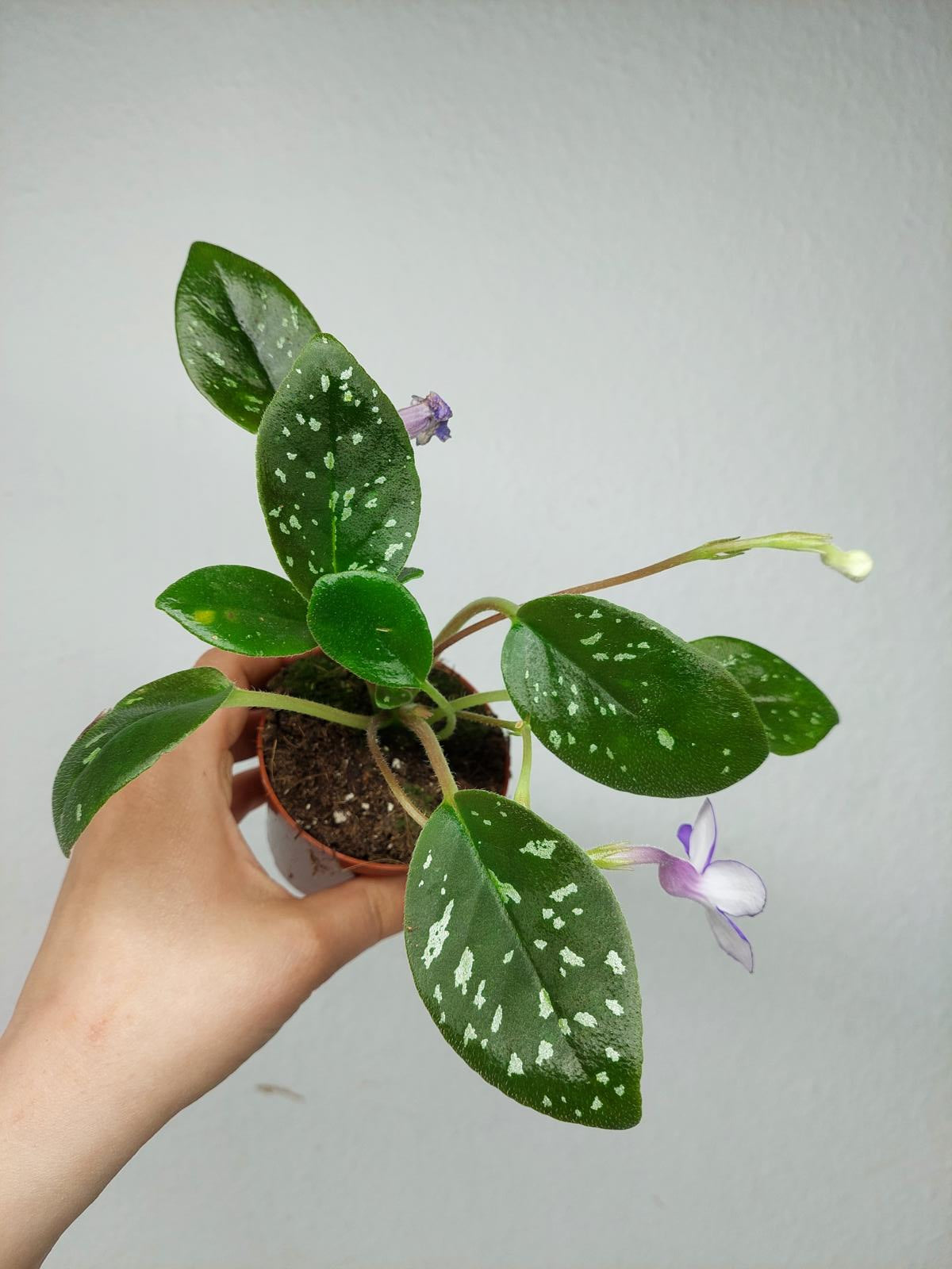 Michaelmoelleria Speckled (zum aussuchen)