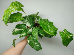 Calathea Musaica (Network) Variegata