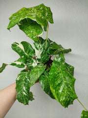 Calathea Musaica (Network) Variegata