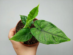 Alocasia Olanii