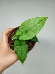 Alocasia Olanii