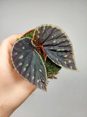 Begonia Firefly