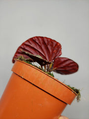Begonia Firefly