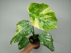 Monstera Thai Creme Brulee