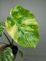 Monstera Thai Creme Brulee