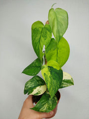 Scindapsus Jade Satin Aurea