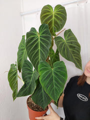 Philodendron Splendid buschig