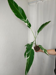 Musa Variegata