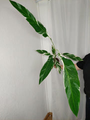 Musa Variegata