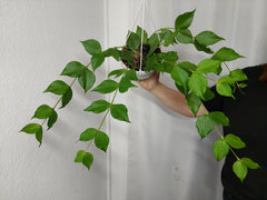 Hoya Polyneura Hängetopf