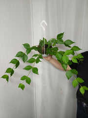 Hoya Polyneura Hängetopf