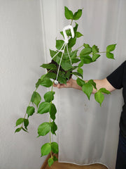 Hoya Polyneura Hängetopf