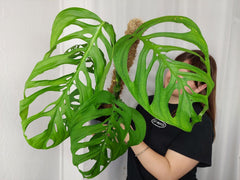 Monstera Esqueleto
