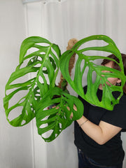 Monstera Esqueleto