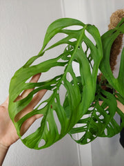 Monstera Esqueleto