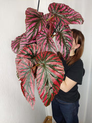 Begonia Breverimosa XXL