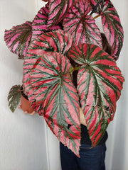 Begonia Breverimosa XXL
