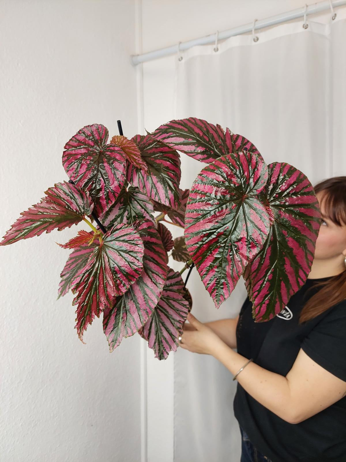 Begonia Breverimosa XXL