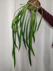 Anthurium Vittarifolium groß