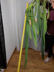 Anthurium Vittarifolium groß