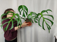 Monstera Burle Marx Flame Adult