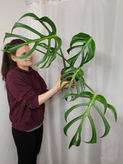 Monstera Burle Marx Flame Adult