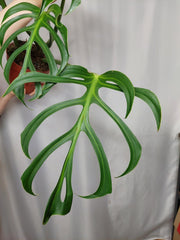 Monstera Burle Marx Flame Adult